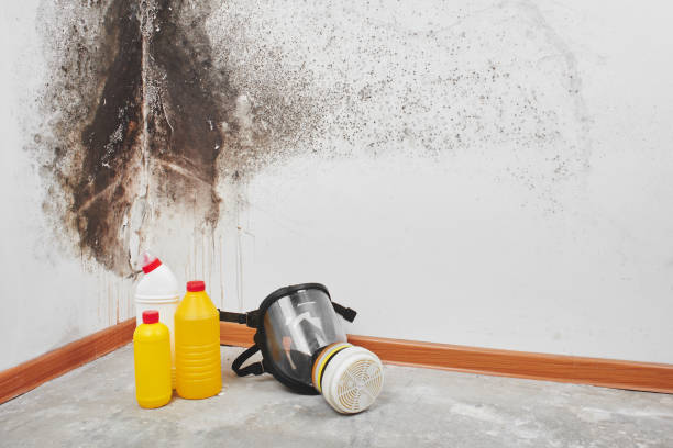 Best Attic Mold Removal  in Yuma, AZ