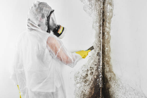 Best Mold Testing and Removal  in Yuma, AZ