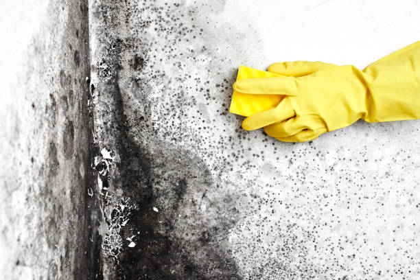 Best Crawl Space Mold Removal  in Yuma, AZ