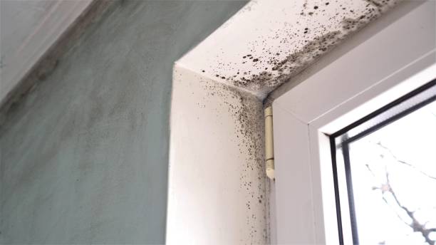 Best Residential Mold Removal  in Yuma, AZ