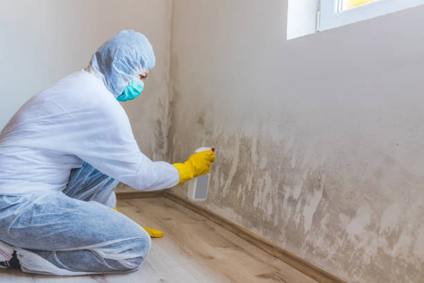 Best Commercial Mold Removal  in Yuma, AZ