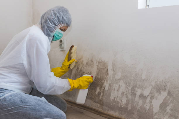 Best Professional Mold Removal  in Yuma, AZ