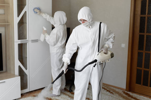 Best Attic Mold Removal  in Yuma, AZ