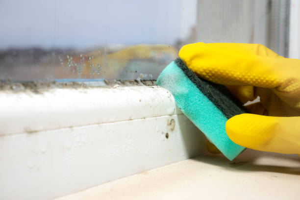 Best Home Mold Removal  in Yuma, AZ