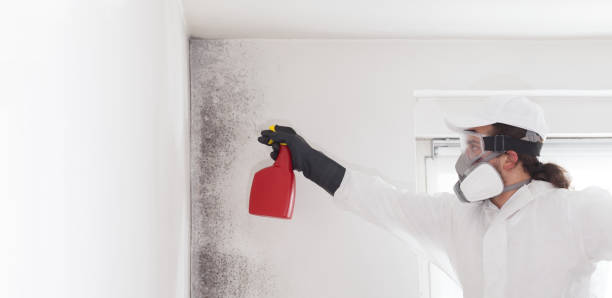 Best Black Mold Removal  in Yuma, AZ