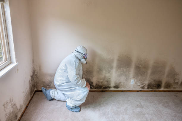 Best Crawl Space Mold Removal  in Yuma, AZ