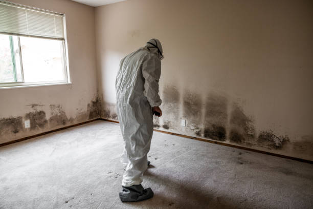 Best Toxic Mold Removal  in Yuma, AZ