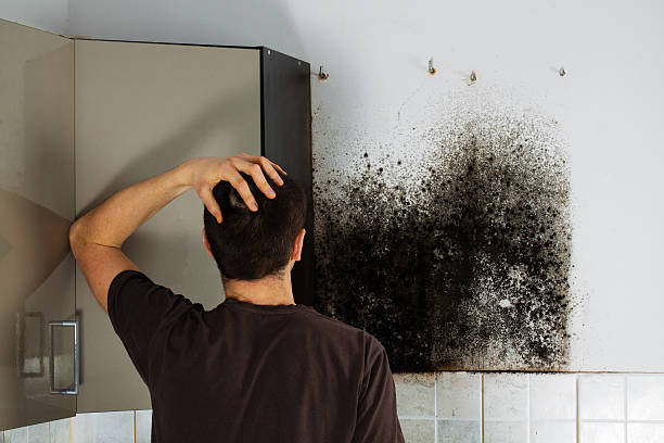 Best Mold Remediation  in Yuma, AZ