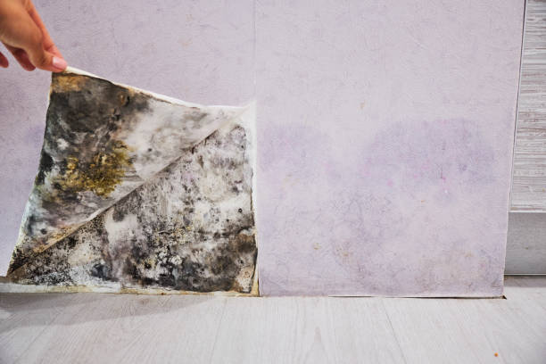 Professional Mold Removal in Yuma, AZ